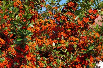 Pyracantha (firethorn) branch with red berry pomes
