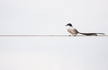 Tyrannus savana bird perched on wire. White background and copy space