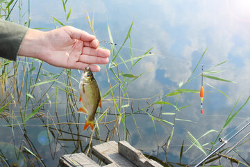 Close-up of a man's hand pulling a rudd out of a pond onto a fishing line with maggots. Pull fish from the lake