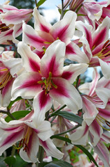 Obraz na płótnie Canvas Pink and white stargazer lily beauty