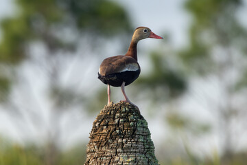 Black-bellied whistling duck perched on a tree stump at the wetlands