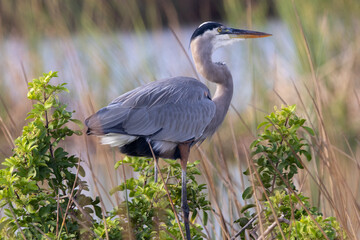 Great blue heron perched on a tree at the wetlands