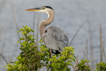 Great blue heron perched on a tree at the wetlands