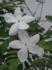 PLANTA. JAZMÍN (JAZMINUM). DOS FLORES BLANCAS DE CINCO PÉTALOS. PEQUEÑAS HOJAS VERDES. FONDO BLANCO.