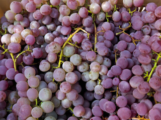 Yamanashi,Japan - October 9, 2021: Harvested Koshu in a basket
