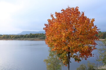 autumn trees in the lake