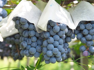 Yamanashi,Japan - October 9, 2021: Muscat Bailey A on grapevine trellis in Japan
