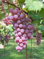 Yamanashi,Japan - October 9, 2021: Koshu on grapevine trellis in Japan
