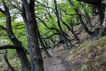 Forest on the trail to Cerro Torre in El Chaltén / Argentina.