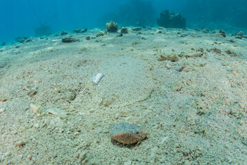Fish swim in the Red Sea, colorful fish, Eilat Israel