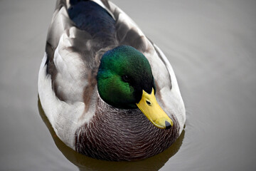 A well-fed, beautiful drake, a male mallard with green plumage and a yellow beak swims calmly on the surface of the water. Wild breeds of birds tamed by man. 