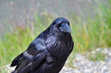 Raven in Jasper National Park, Alberta, Canada.