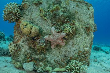 Starfish On the seabed in the Red Sea, Eilat Israel