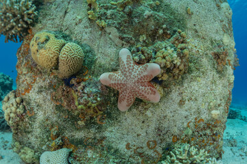 Naklejka na ściany i meble Starfish On the seabed in the Red Sea, Eilat Israel