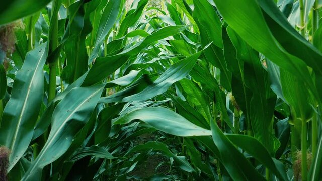 Walking Through Corn Crops POV