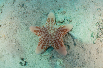 Starfish On the seabed in the Red Sea, Eilat Israel