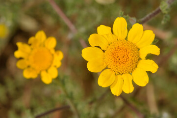 Obraz premium Anacyclus radiatus or Yellow Anacyclus, view from above of the yellow flowers of daisies.