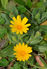 Close up view of two yellow Calendula arvensis or Field marigold flowers.