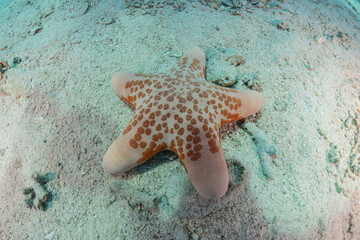 Starfish On the seabed in the Red Sea, Eilat Israel