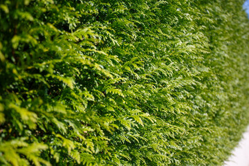 green wall surrounding chalet, vertical garden