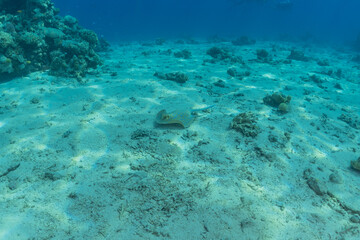 Fototapeta na wymiar Blue-spotted stingray On the seabed in the Red Sea