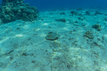 Fototapeta na wymiar Blue-spotted stingray On the seabed in the Red Sea