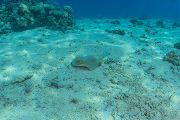 Blue-spotted stingray On the seabed  in the Red Sea