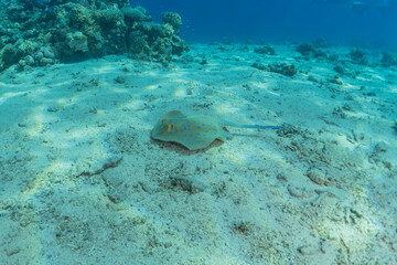 Fototapeta premium Blue-spotted stingray On the seabed in the Red Sea