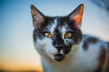 Cat in the Summer Sunset