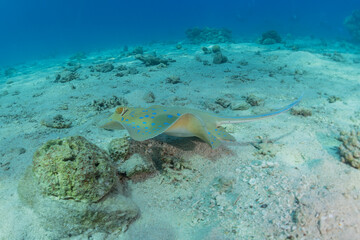 Blue-spotted stingray On the seabed  in the Red Sea