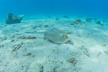 Blue-spotted stingray On the seabed  in the Red Sea