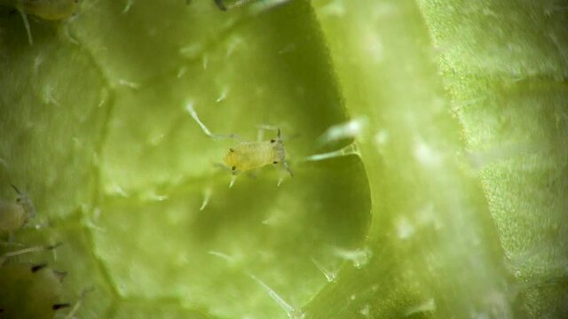 Aphididae - aphid superfamily (Aphidoidea, Hemiptera) on a cucumber leaf