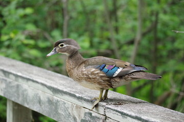 Duck 6287