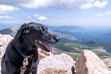 Black labrador retreiver dog on the summit of Mt. Evans, a 14er mountain in Colorado