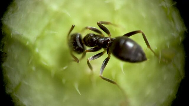 A small ant collects the sweet juice secreted by aphids on a grout leaf, Ukraine