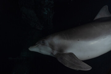 Dolphin swimming in the Red Sea, Eilat Israel