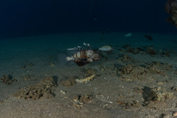 Lion fish in the Red Sea colorful fish, Eilat Israel