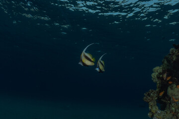 Fish swim in the Red Sea, colorful fish, Eilat Israel