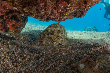 Fish swim in the Red Sea, colorful fish, Eilat Israel