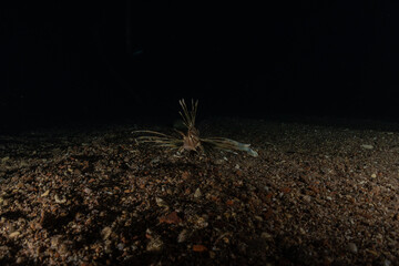 Lion fish in the Red Sea colorful fish, Eilat Israel