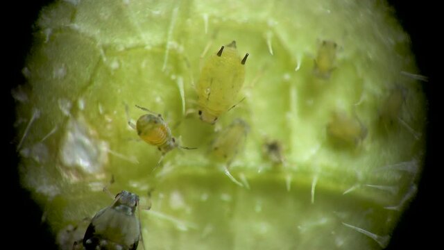 Aphid under a microscope, Aphididae - aphid superfamily (Aphidoidea, Hemiptera) on a cucumber leaf, many are dangerous pests of cultivated plants