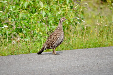 Female Spruce Grouse in summer in Jasper National Park, Alberta, Canada.