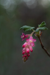 Pink flowers of Chaparral Currant, Ribes malvaceum, in nature in California, with smooth background, green copy-space