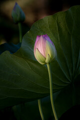 Beautiful Lotus flower, Nelumbo nucifera, in pond, surrounded with green leaves, selective focus, centered, side view 