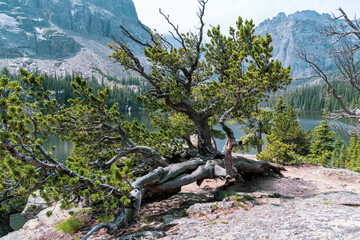 Large uprooted tree at Loch Vale along the Sky Pond Trail in Rocky Mountain National Park Colorado