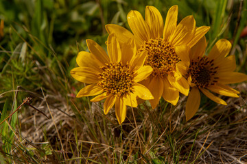 Mule years, Wyethia mollis, three floweres in nature in California against green near the ground, seen from above