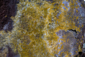 Rock covered with green moss and lichen pattern - texture or background