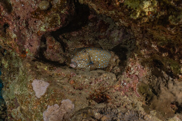 Fish swim in the Red Sea, colorful fish, Eilat Israel