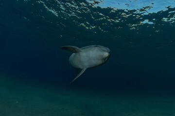 Dolphin swimming in the Red Sea, Eilat Israel