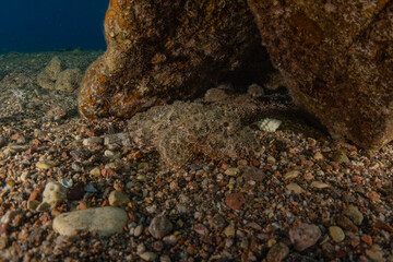 Fish swim in the Red Sea, colorful fish, Eilat Israel